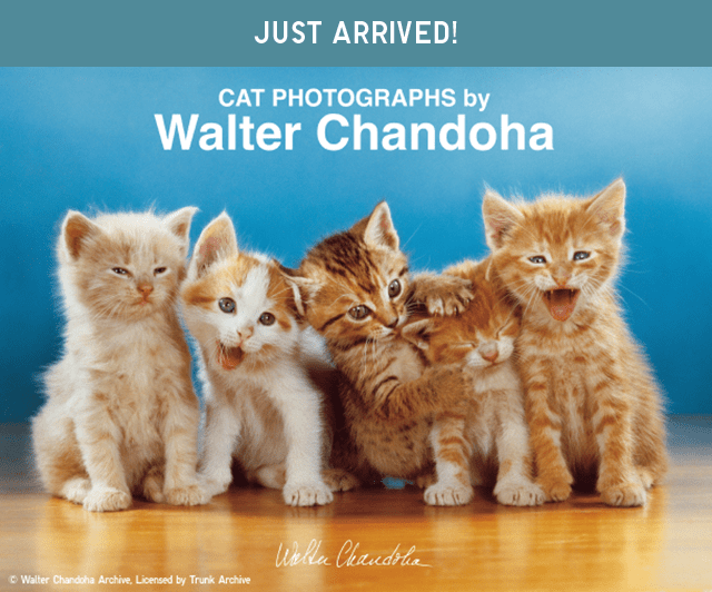 HERO - JUST ARIVED! CAT PHOTOGRAPHS.