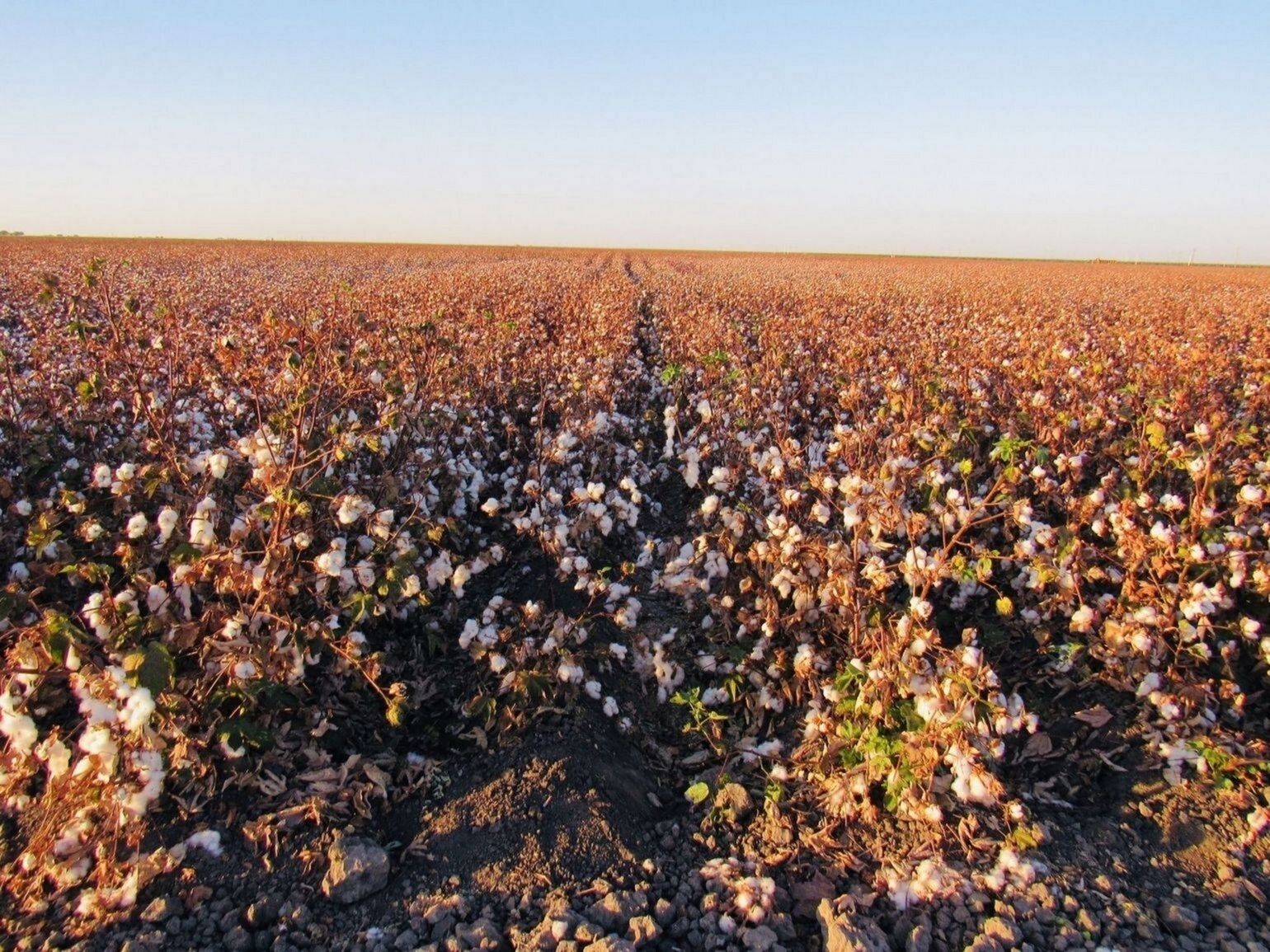Supima cotton flowers