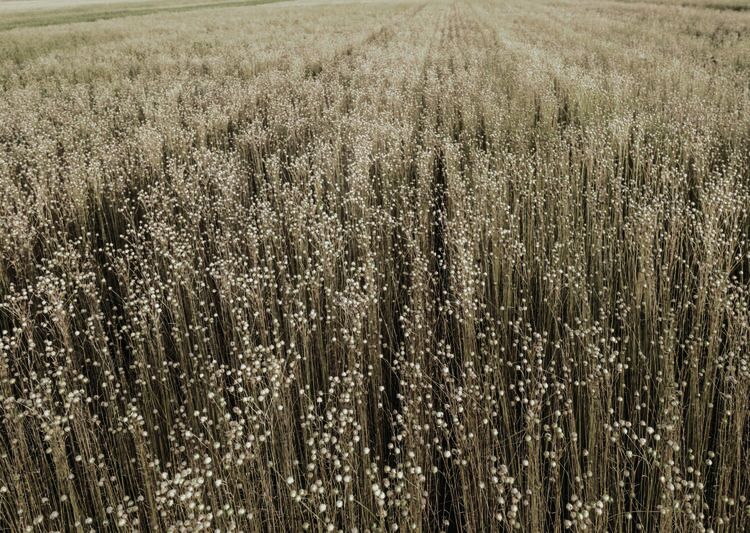 linen plant images