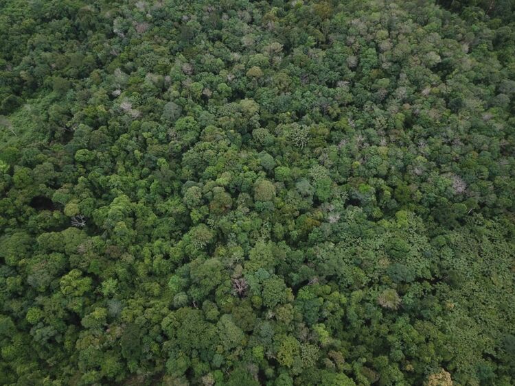 hutan