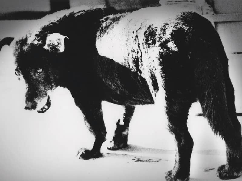 Daido Moriyama