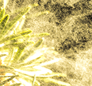 阻隔容易造成過敏的花粉