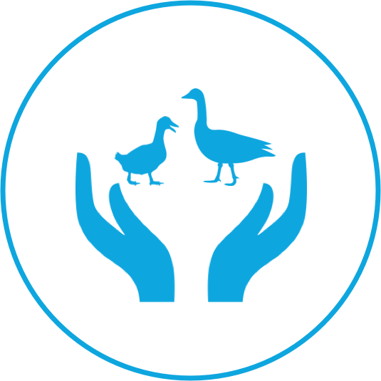 全面尊重鳥類從孵化到屠宰的動物福利