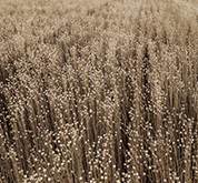 亞麻(flax)
