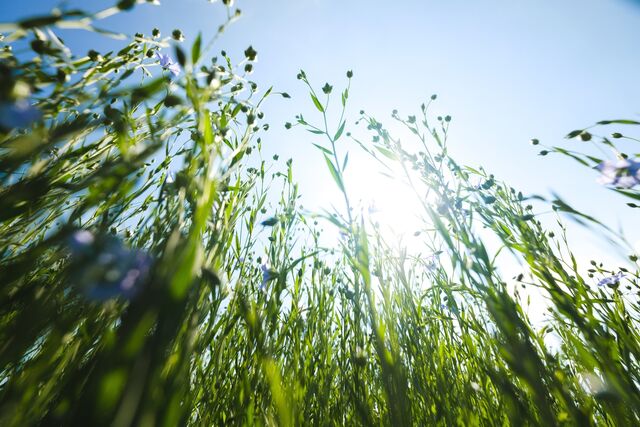 flax plant shot from the ground