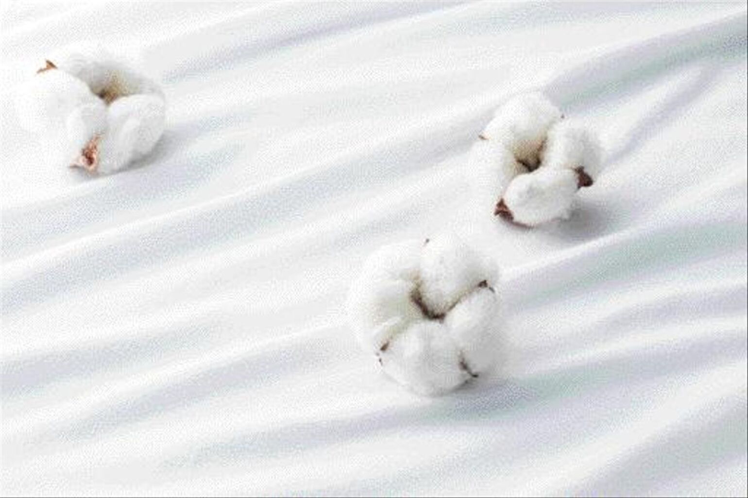 Vải SUPIMA® Cotton là loại vải quý hiếm, nổi bật với sự mềm mại và bền bỉ