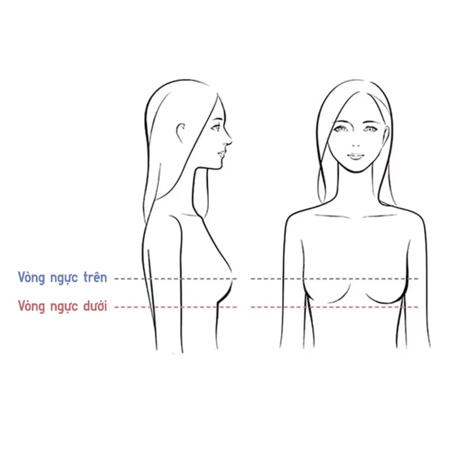 Đo vòng 1 ở điểm đầy đặn nhất của phần ngực, thước vừa khít nhưng không siết chặt 